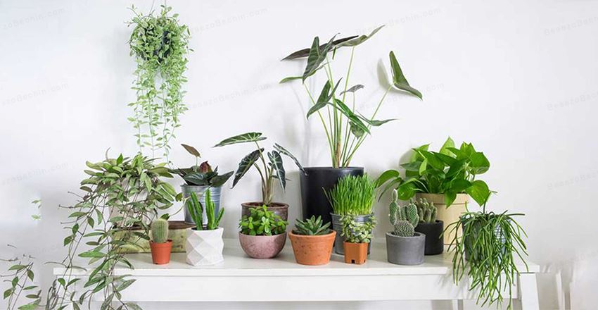چه گیاهانی برای آپارتمان مناسب است؟ | بهترین گیاهان آپارتمان